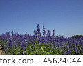 Lavender field 45624044
