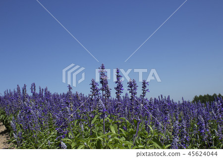 薰衣草田 45624044