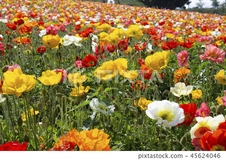 罌粟 45624046
