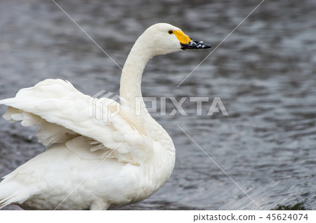 Coquawan of Lake Biwa Coquawan of Lake Biwa 45624074