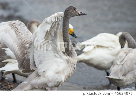 琵琶湖的Coquawan 琵琶湖的Coquawan 45624075