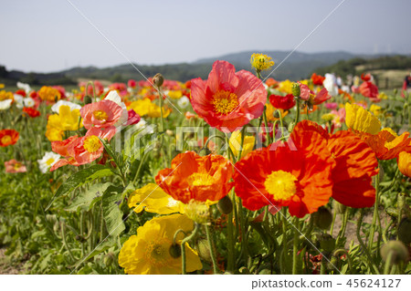 罌粟 45624127