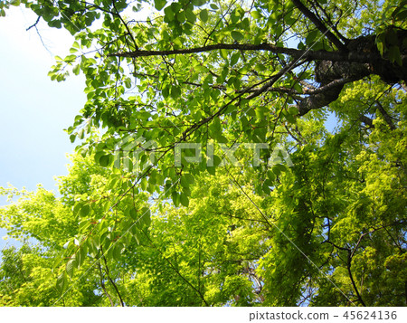 Cherry tree of early summer Cherry tree of early summer 45624136