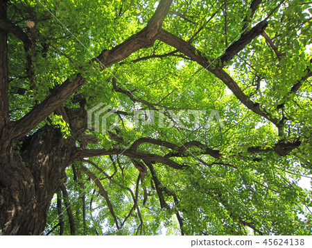 Ginkgo biloba Ginkgo biloba 45624138