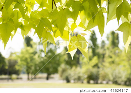 銀蓮花葉 45624147