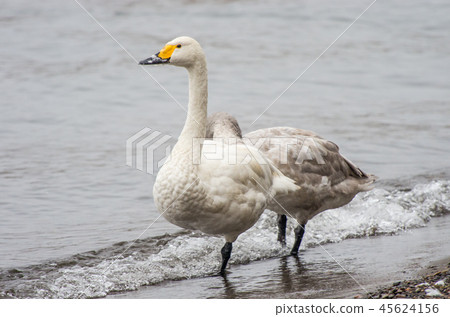 Coquawan of Lake Biwa 45624156