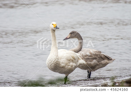 Coquawan of Lake Biwa Coquawan of Lake Biwa 45624160