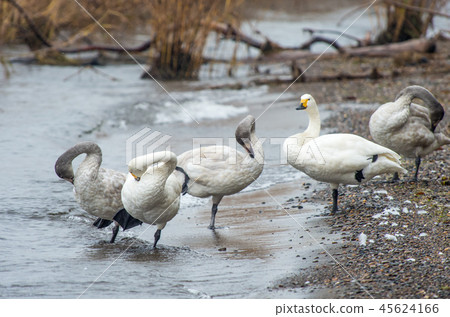 Coquawan of Lake Biwa 45624166