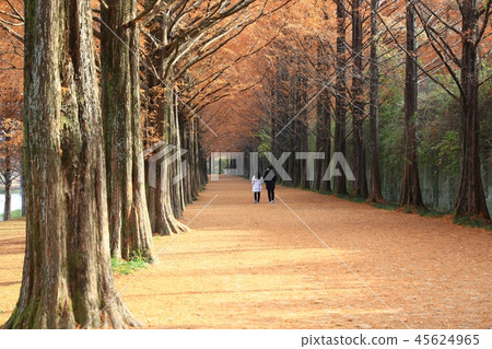 Metasequire, Metasequoia, Autumn Sonata, Autumn Sonata, Metasequire, Metasequoia, Autumn Sonata, Autumn Sonata, 45624965