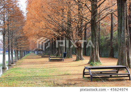 Metasequire, Metasequoia, Autumn Sonata, Autumn Sonata, Metasequire, Metasequoia, Autumn Sonata, Autumn Sonata, 45624974