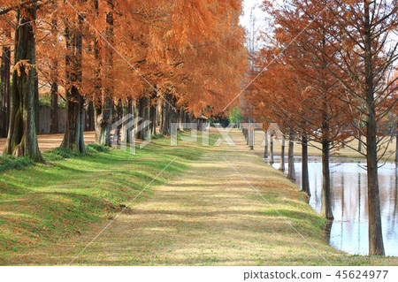 Metasequire, Metasequoia, Autumn Sonata, Autumn Sonata, 45624977