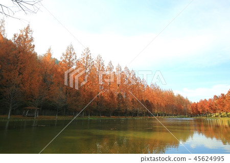 Metasequire, Metasequoia, Autumn Sonata, Autumn Sonata, Metasequire, Metasequoia, Autumn Sonata, Autumn Sonata, 45624995