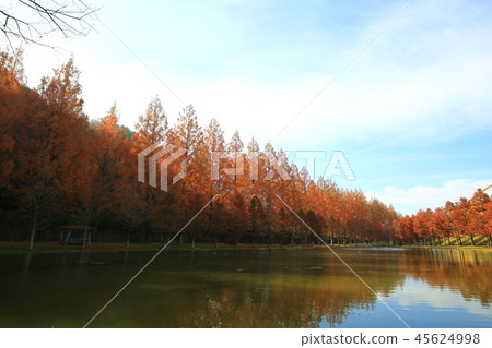 Metasequire, Metasequoia, Autumn Sonata, Autumn Sonata, 45624998