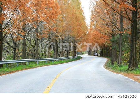 Metasequoia, Metasequoia, Autumn Sonata, Autumn Love, 45625526