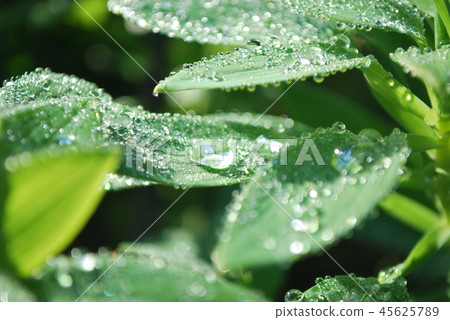 早晨露水下落 早晨露水下落 45625789
