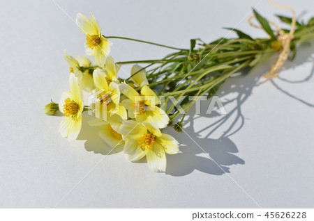 Bouquet of winter cosmos 45626228