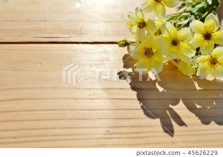 Winter Cosmos Winter Cosmos 45626229