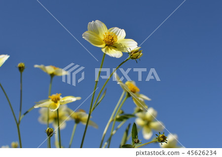 Winter cosmos and blue sky 45626234