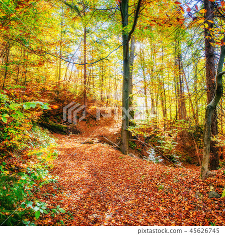 Beautiful view of the forest on a sunny day. Autumn landscape. Carpathians. Ukraine Beautiful view of the forest on a sunny day. Autumn landscape. Carpathians. Ukraine 45626745