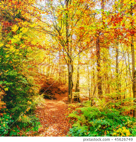 Beautiful view of the forest on a sunny day. Autumn landscape. Carpathians. Ukraine Beautiful view of the forest on a sunny day. Autumn landscape. Carpathians. Ukraine 45626749