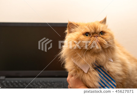 Image of exotic cat in striped tie on laptop background 45627071