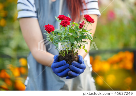 Photo of agronomist woman holding roses in garden 45627249