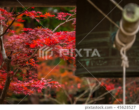 Hakuto-ji Temple of autumn leaves Hakuto-ji Temple of autumn leaves 45628527