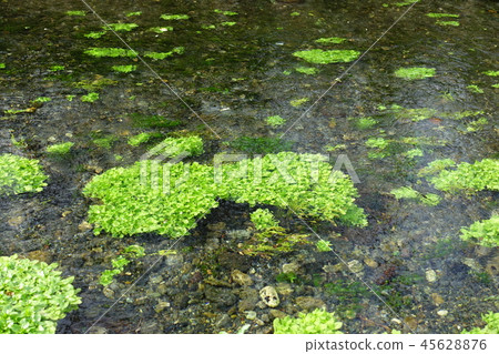 Clear flow of aquatic plants Azumino Clear flow of aquatic plants Azumino 45628876