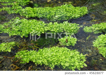 清澈的水生植物Azumino流 45628877