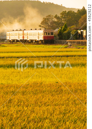 小柴鐵路和野外烤稻田 45629212