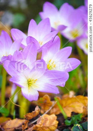 Nice dewy flowers (Colchicum autumnale) 45629279