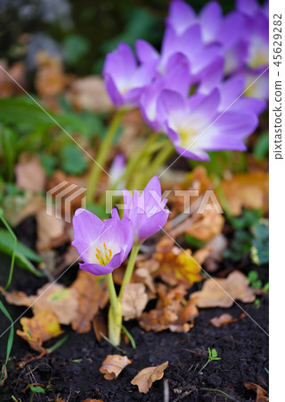 Nice dewy flowers (Colchicum autumnale) Nice dewy flowers (Colchicum autumnale) 45629282