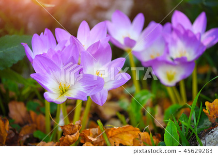 Nice dewy flowers (Colchicum autumnale) 45629283