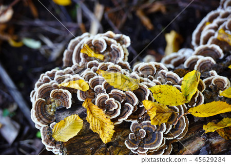Trametes versicolor mushroom in the autumn forest Trametes versicolor mushroom in the autumn forest 45629284