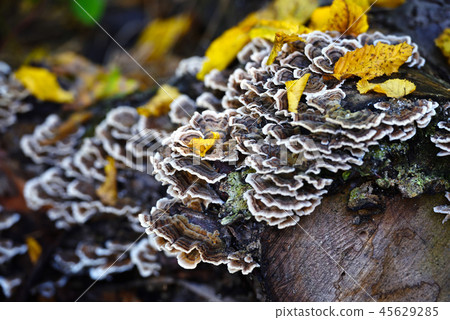 Trametes versicolor mushroom in the autumn forest Trametes versicolor mushroom in the autumn forest 45629285