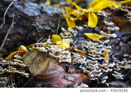 Trametes versicolor mushroom on the old tree Trametes versicolor mushroom on the old tree 45629286
