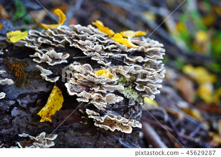 Trametes versicolor mushroom on the old stump Trametes versicolor mushroom on the old stump 45629287