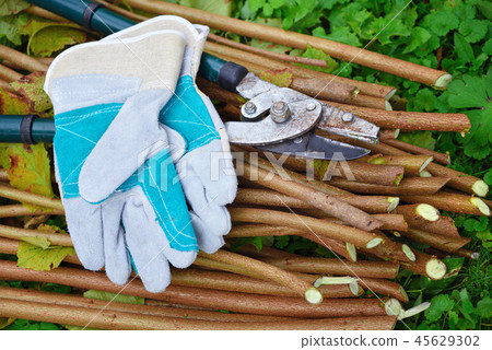Garden gloves with old garden secateur for working Garden gloves with old garden secateur for working 45629302