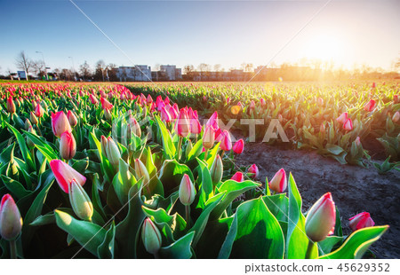 Pink tulips in the sunlight against the sky Pink tulips in the sunlight against the sky 45629352