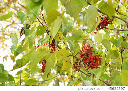 黃鰭金槍魚的紅色果子 黃鰭金槍魚的紅色果子 45629597