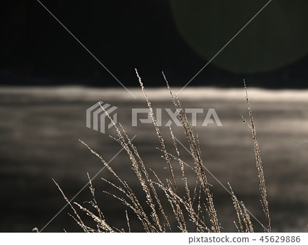 Golden stalks of long grass shinning in rising sun Golden stalks of long grass shinning in rising sun 45629886