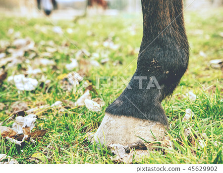Horse unshod hoof.Horse on meadow without barefoot 45629902