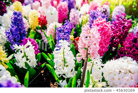 beautiful multicolored hyacinths. Holland. Keukenhof Flower Park. beautiful multicolored hyacinths. Holland. Keukenhof Flower Park. 45630169