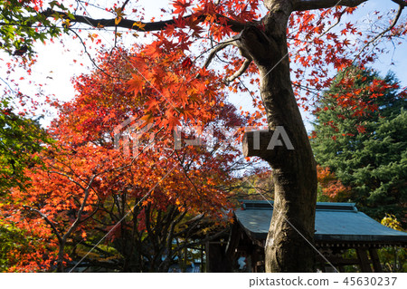 Autumn leaves Neko-ji (Shikoku No. 80, second bill place) Autumn leaves Neko-ji (Shikoku No. 80, second bill place) 45630237
