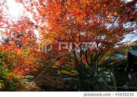 Autumn leaves Neko-ji (Shikoku No. 80, second bill place) Autumn leaves Neko-ji (Shikoku No. 80, second bill place) 45630238