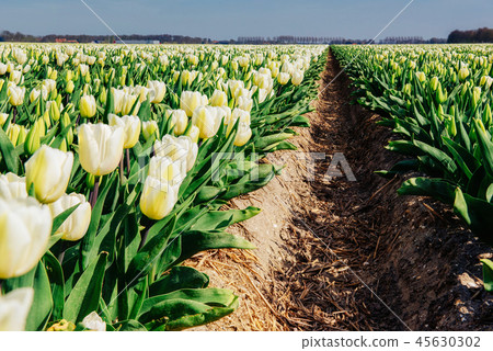 tulips field in the Netherlands. Holland 45630302