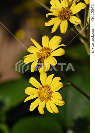 大吳風草 45630848