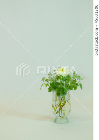 Glass of Green Helixam Petioleale Silverleaf Rose 45631206
