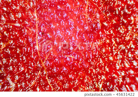 Microscope image of violet flower petal cells Microscope image of violet flower petal cells 45631422