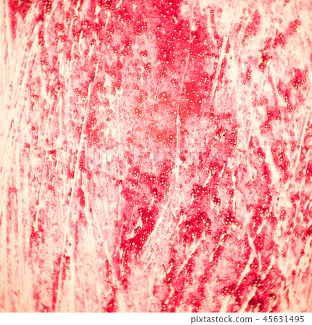 Cross section of the human tissue in the microscope view. 45631495
